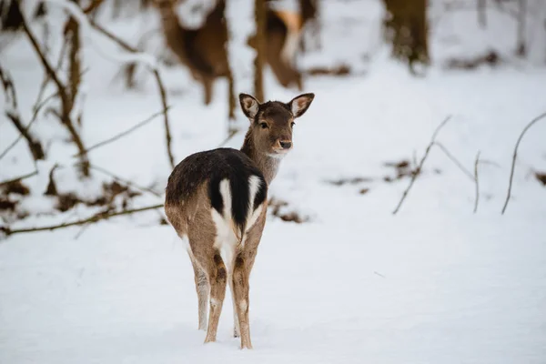 Female Fallow Deer Dama Dama Winter Forest — Stock Photo, Image