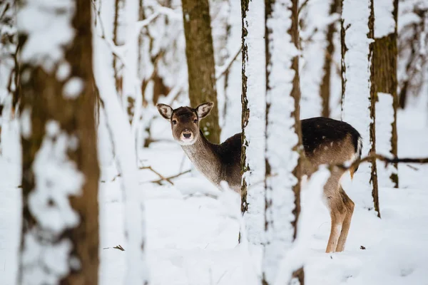 Vrouwelijke Damherten Dama Dama Het Winter Forest — Stockfoto