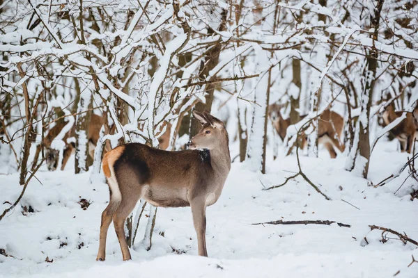 Vrouwelijke Edelherten Het Winter Forest — Stockfoto