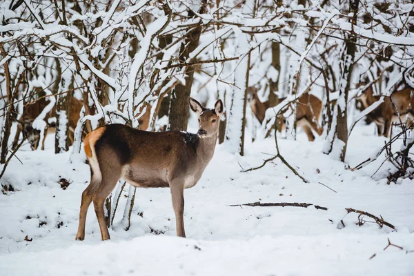 Vrouwelijke Edelherten Het Winter Forest — Stockfoto