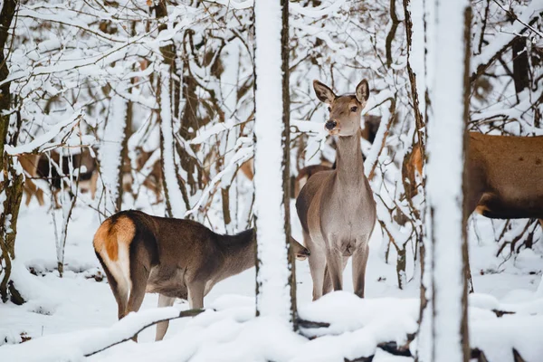 Vrouwelijke Edelherten Het Winter Forest — Stockfoto