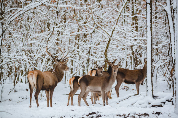 Red deer herd in the winter forest