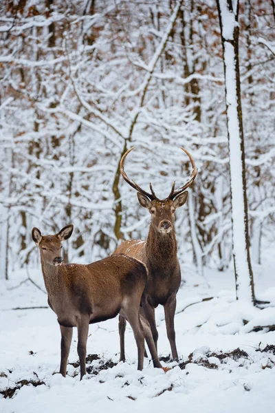 Female Buck Red Deer Winter Forest — Stock Photo, Image