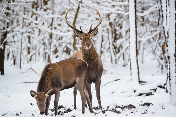 Female and Buck Red deer in the winter forest