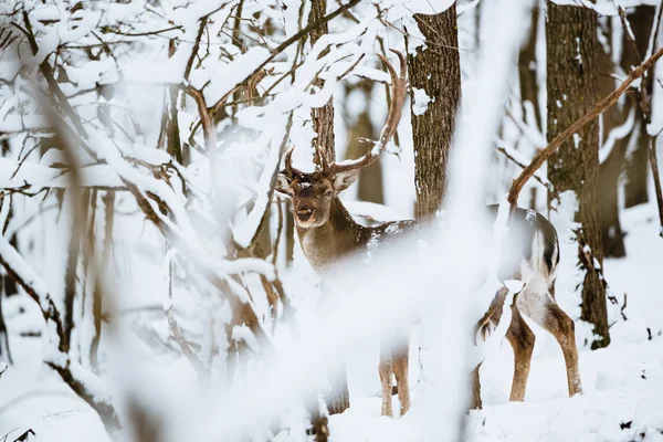 Fallow Cervo Fanfarrão Floresta Inverno — Fotografia de Stock