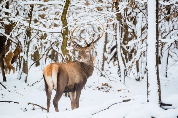 Ciervo Rojo Cervus Elaphus Buck Bosque Invernal —  Fotos de Stock