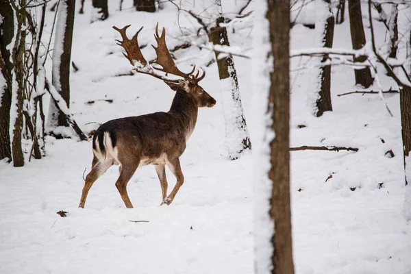 Fallow Deer Buck Winter Forest — Stock Photo, Image