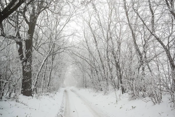 Droga Mroźną Zimę Lesie Jest Bajka Scena — Zdjęcie stockowe