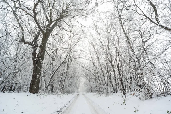 在多雪的冬天森林里的路这是童话般的场景 — 图库照片