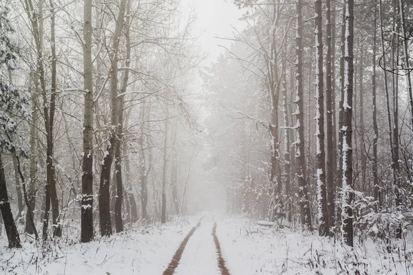 雪の降る冬の道の森のこのおとぎ話のシーンは — ストック写真
