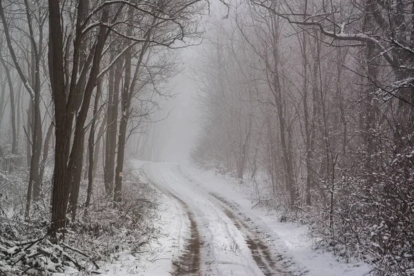 Droga Mroźną Zimę Lesie Jest Bajka Scena — Zdjęcie stockowe
