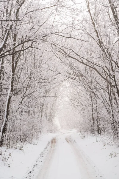 雪の降る冬の道の森のこのおとぎ話のシーンは — ストック写真