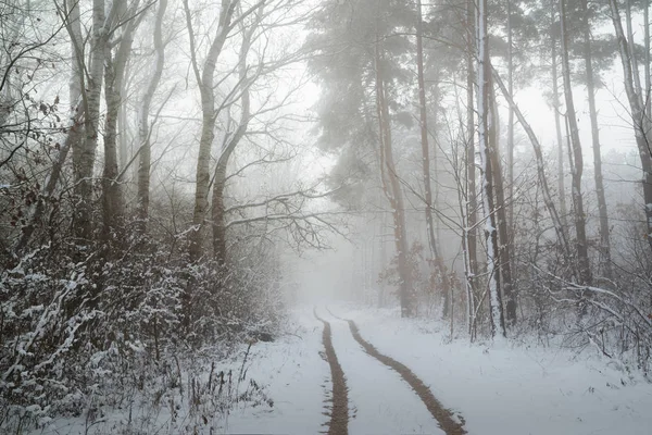 Karlı Kış Yolda Orman Fairytale Sahne — Stok fotoğraf