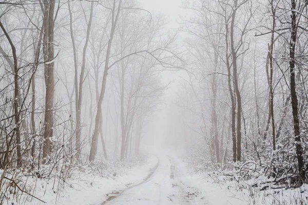 Route Dans Forêt Enneigée Hiver Est Scène Conte Fées — Photo