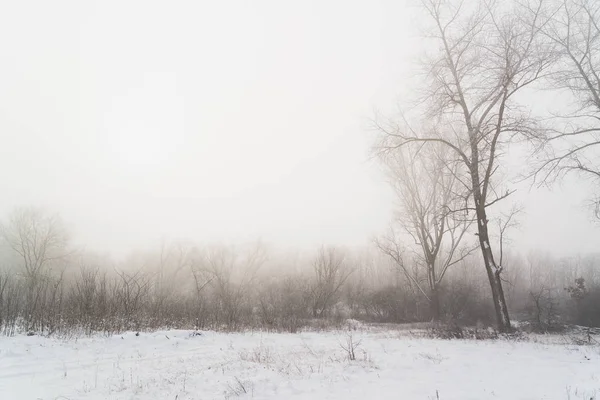 Bomen Mist Winter Veld — Stockfoto