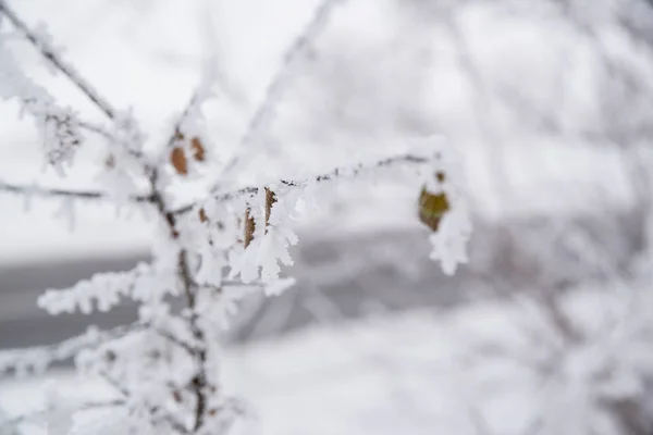 Close Photo Frozen Leaf Tree Winter Forest — Stock Photo, Image