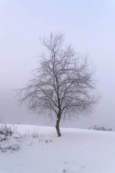 Träd Fältet Dimma Vinter — Stockfoto