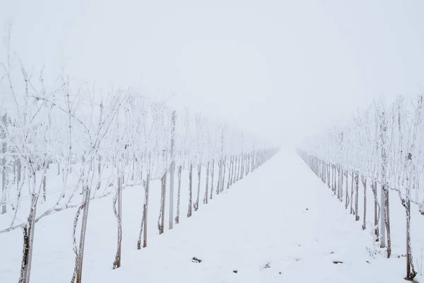 Frosty Wijngaard Winterlandschap — Stockfoto