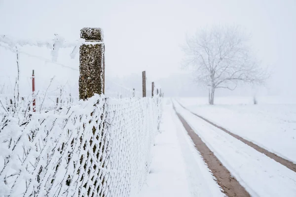 Road Hek Boom Een Mistige Winter Veld — Stockfoto