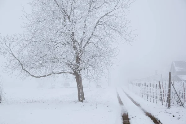 雾蒙蒙的冬日田野上的道路围栏和树木 — 图库照片