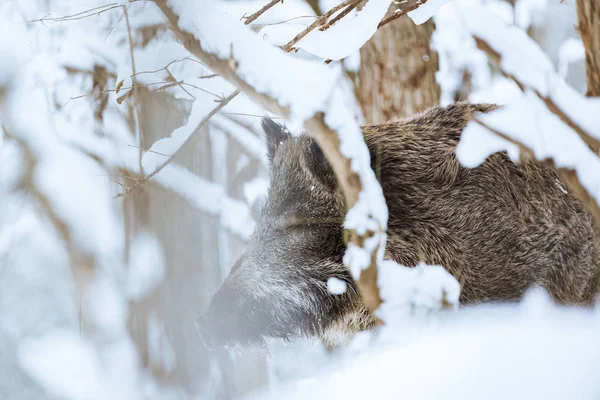 大野猪苏斯莫尔法在冬季雪林 — 图库照片
