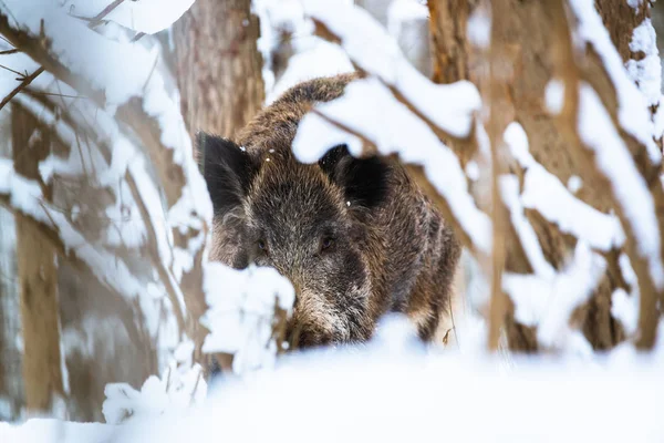 Big Boar Sus Scrofa Nella Foresta Innevata Invernale — Foto Stock