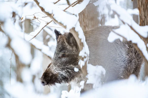 雪に覆われた冬の森で大きな猪イノシシ — ストック写真
