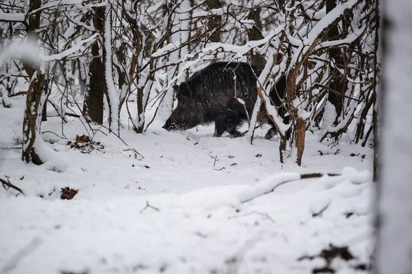 Duże Dzika Sus Scrofa Lesie Zima Śnieg — Zdjęcie stockowe