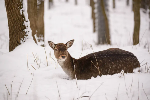 Veado Fêmea Pousio Deitado Neve Floresta Inverno — Fotografia de Stock