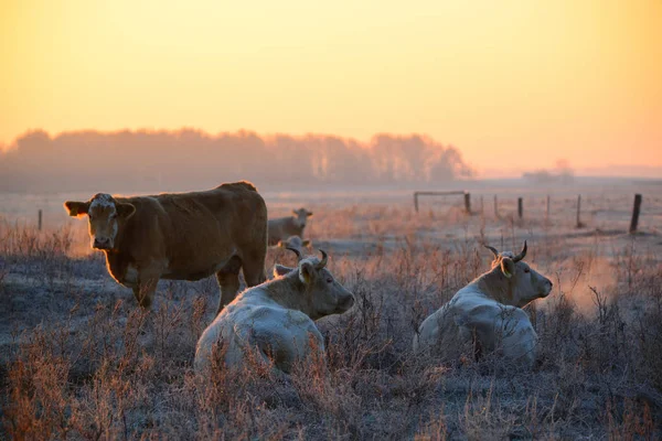 Grupp Korna Morgonen Betesmark Mjuka Varma Motljus — Stockfoto