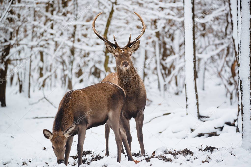 Female and Buck Red deer in the winter forest