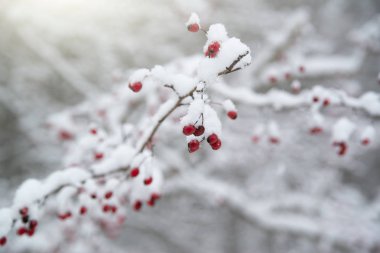Kar kaplı Bush kırmızı Kuşburnu