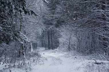 Büyülü winterforest yolunda