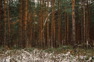 çam ağaçları kış orman