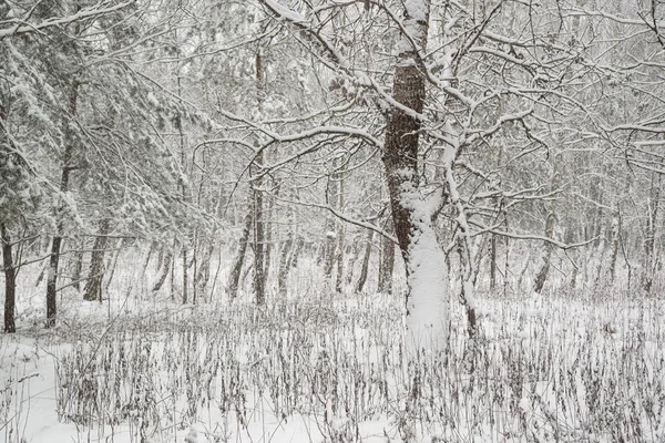 Kryté Strom Sníh Zimě Lese — Stock fotografie