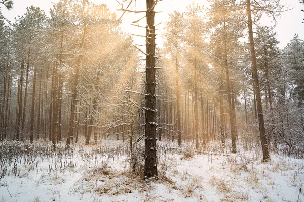 Paisagem Sonhadora Com Floresta Inverno Raios Sol Brilhantes — Fotografia de Stock