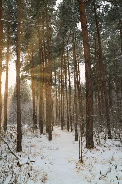 Drömska Landskap Med Vintern Skog Och Ljusa Solstrålar — Stockfoto