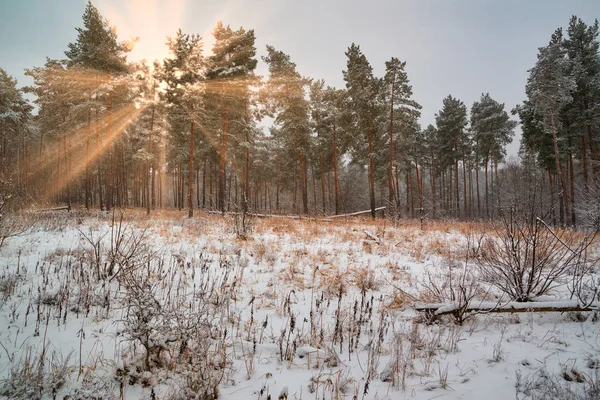 Drömska Landskap Med Vintern Skog Och Ljusa Solstrålar — Stockfoto