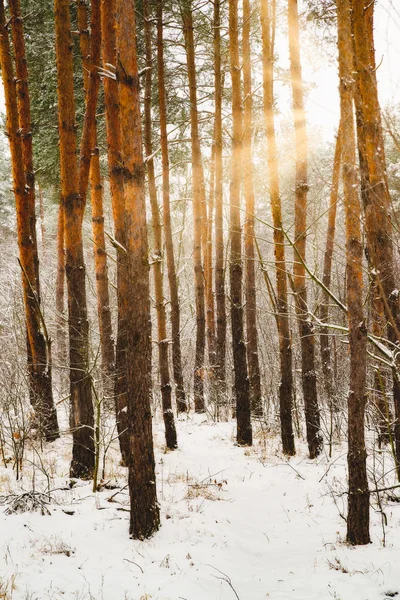 夢のような明るい木漏れ日と冬の森の風景 — ストック写真