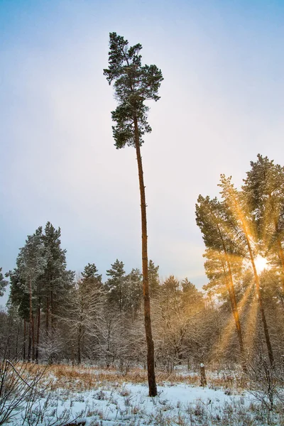 Paisaje Ensueño Con Bosque Invierno Rayos Sol Brillantes —  Fotos de Stock