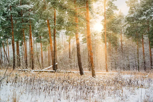 Drömska Landskap Med Vintern Skog Och Ljusa Solstrålar — Stockfoto