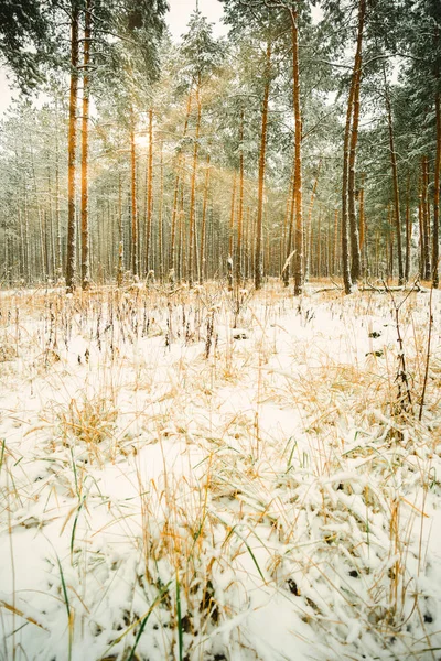 Paisagem Sonhadora Com Floresta Inverno Raios Sol Brilhantes — Fotografia de Stock