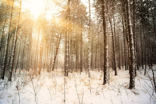 Dromerige Landschap Met Winter Bos Felle Zonnestralen — Stockfoto