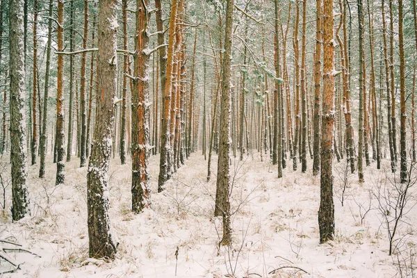 Drömska Landskap Med Vintern Skog Och Ljusa Solstrålar — Stockfoto