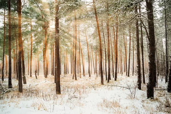 Dromerige Landschap Met Winter Bos Felle Zonnestralen — Stockfoto