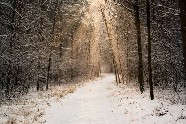 Estrada Floresta Inverno Raios Sol Brilhantes — Fotografia de Stock