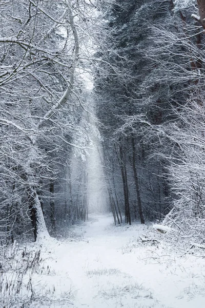 Caminho Winterforest Mágico — Fotografia de Stock