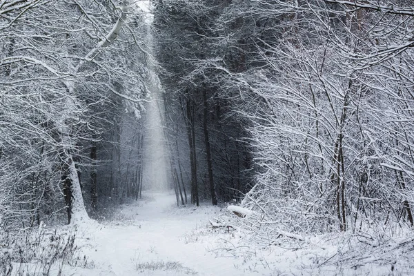 Cesta Kouzelné Winterforest — Stock fotografie