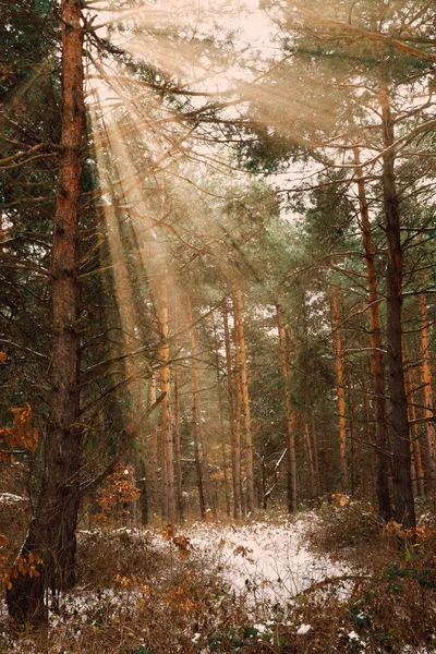 Drömska Landskap Med Vintern Skog Och Ljusa Solstrålar — Stockfoto