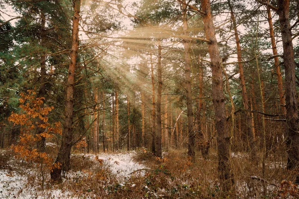 Kış Orman Parlak Güneş Işınları Rüya Gibi Yatay — Stok fotoğraf
